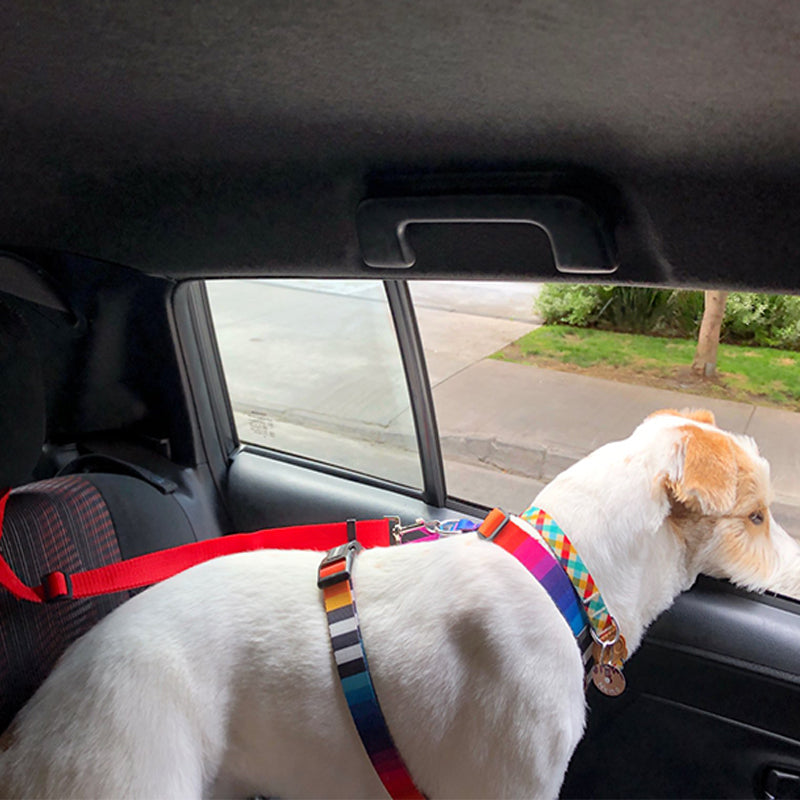 DogBelt™ | Immer sicher unterwegs mit deinem Vierbeiner!