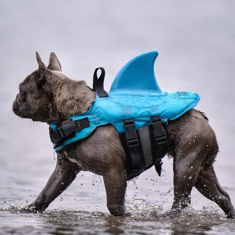 DogSwim™ | Halte deinen Hund sicher bei Wasserabenteuern!